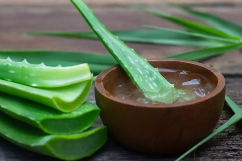 एलोवेरा के नुस्खे कैसे है उसका सही इस्तेमाल कैसे करे!